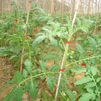 高效便捷的爬秧类作物捆绑解决方案——通用架秧捆绑机