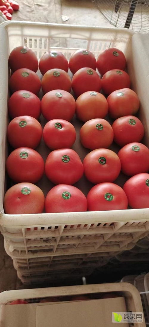 内蒙古赤峰市宁城县大城子精品西红柿 番茄架的绿色传奇