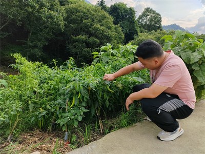 全力做好农产品质量安全检测 守护群众“舌尖上的安全”——以番茄为例