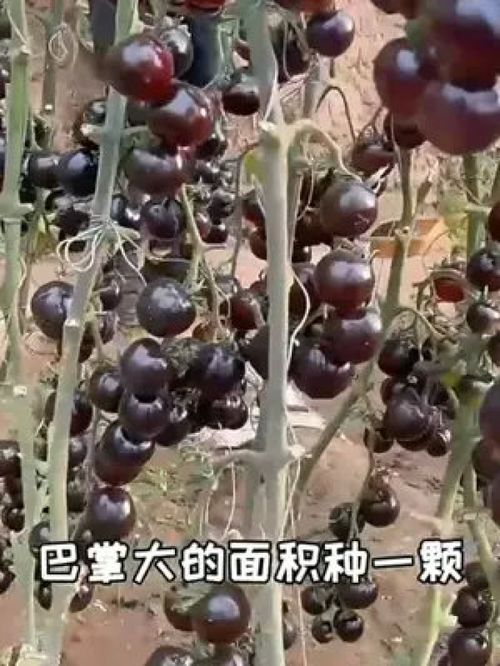 小番茄架起大农业 优质农产品产业链中的关键一环