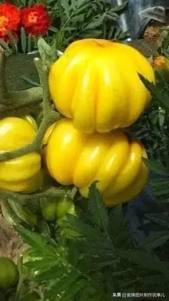 丰盈盛夏 番茄架上的生命诗篇