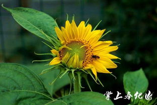 六月的爱歌顿 花果盛景与勾花网的秘境探寻