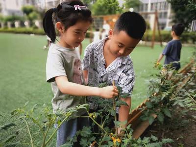 为番茄搭架，静候成长——记双流区东升迎春幼儿园大班组种植区活动