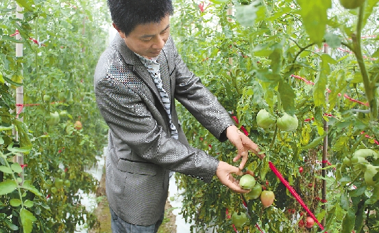 《番茄架下的巧思与坚守》