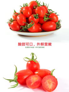 千禧圣女果 既是美味小番茄，也是营养孕妇食品