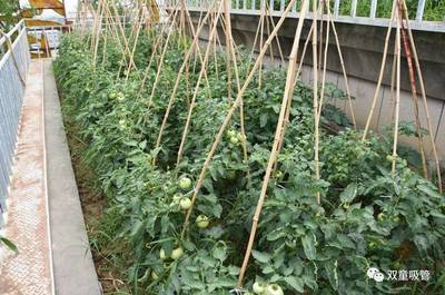 邀你打卡“网红空中菜园”！“双童”蔬果喜获丰收，工业区里的田园诗篇