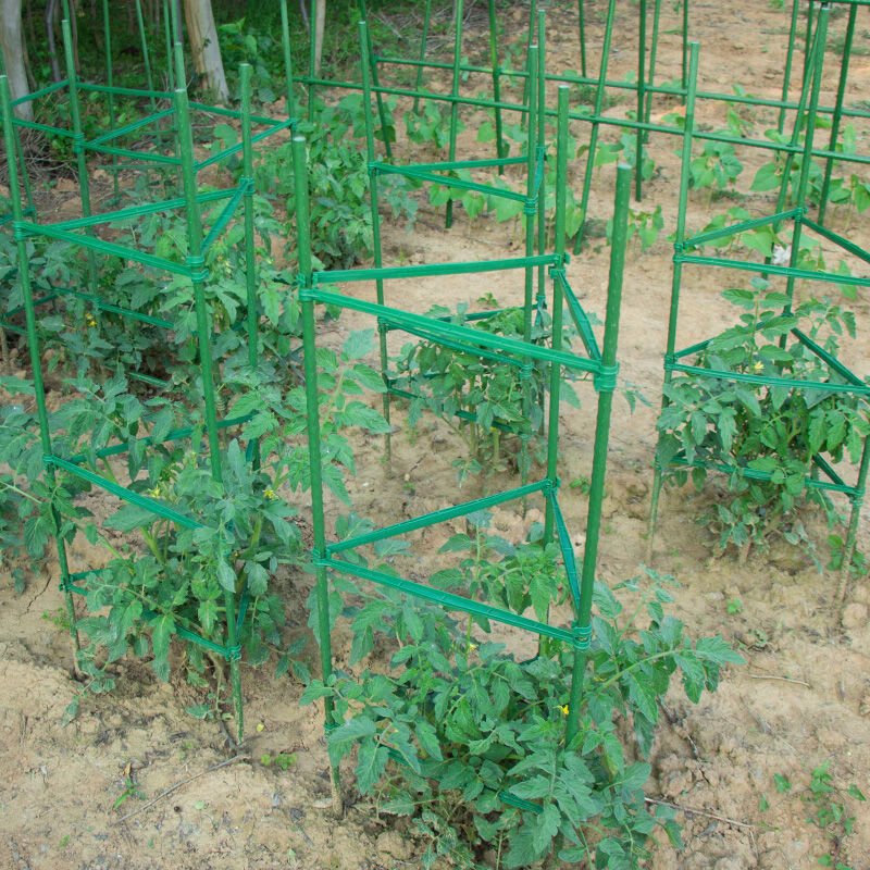 为丰收护航 定制金属包塑番茄架，打造耐候耐锈的种植好帮手