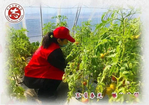 齐齐哈尔 不负春光播种希望，让劳动之花在志愿服务中绽放