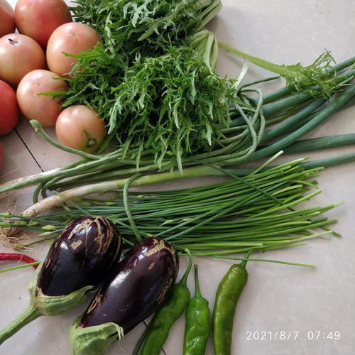 从乱石滩到小菜园 电焊网守护下的田园蜕变