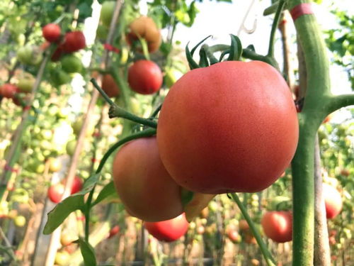 数九寒天绿意浓，电焊网中硕果累