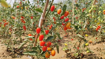 亲手摘，亲自卖 旭升小学首届丰收季的别样体验